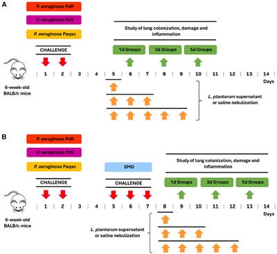 Effect of Lactiplantibacillus plantarum cell-free culture on bacterial pathogens isolated from cystic fibrosis patients: in vitro and in vivo studies